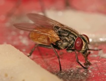 La mouche femelle préfère s'accoupler avec un seul mâle... ou son frère La mouche femelle préfère s'accoupler avec un seul mâle... ou son frère