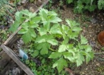 Tirer profit de l’engouement pour les plantes aromatiques et médicinales Tirer profit de l’engouement pour les plantes aromatiques et médicinales