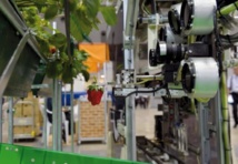 Un robot pour récolter les fraises bien mûres Un robot pour récolter les fraises bien mûres
