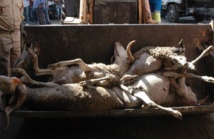 Mort de 30 moutons par asphyxie