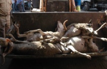 Mort de 30 moutons par asphyxie Mort de 30 moutons par asphyxie