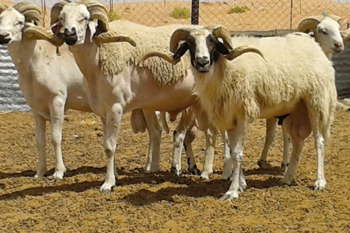 Les spéculateurs font grimper le prix du mouton Les spéculateurs font grimper le prix du mouton
