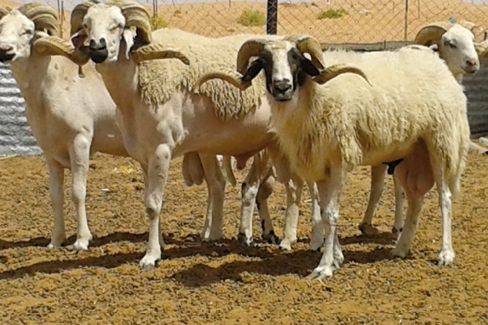 Les spéculateurs font grimper le prix du mouton