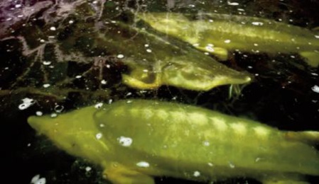 La Transdniestrie et ses poissons aux œufs d'or