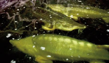 La Transdniestrie et ses poissons aux œufs d'or La Transdniestrie et ses poissons aux œufs d'or