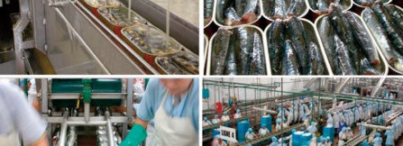 L’industrie de la conserve de poisson est mal en point