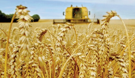 La production céréalière mondiale ne suffira pas à répondre aux besoins de consommation La production céréalière mondiale ne suffira pas à répondre aux besoins de consommation