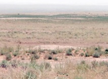 Conservation, réhabilitation de l’aviafaune des zones arides au Maroc Conservation, réhabilitation de l’aviafaune des zones arides au Maroc