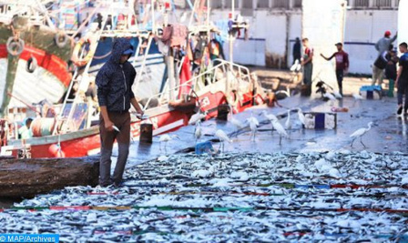 Hausse de 29% en valeur des produits de la pêche à Safi