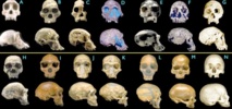 Le cerveau de l’Homme n’est pas si différent de celui des autres primates Le cerveau de l’Homme n’est pas si différent de celui des autres primates