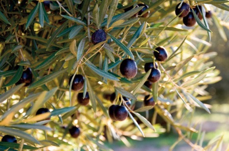 Grande souffrance de la faune et de la flore à Béni Mellal Grande souffrance de la faune et de la flore à Béni Mellal