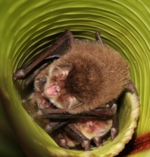 Quand les chauves-souris utilisent les feuilles en guise de mégaphones Quand les chauves-souris utilisent les feuilles en guise de mégaphones