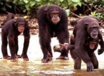 Les chimpanzés émettraient des cris d’alarme pour prévenir leurs proches