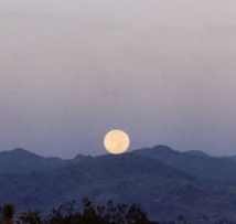Le clair de Lune, un danger de plus pour les proies des prédateurs ? Le clair de Lune, un danger de plus pour les proies des prédateurs ?