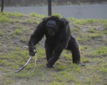 Chez les primates, des neurones donnent l'alerte face aux serpents Chez les primates, des neurones donnent l'alerte face aux serpents