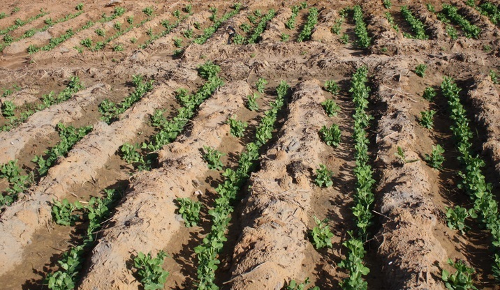 Renchérissement du gasoil et envol des prix des intrants menacent la saison agricole Renchérissement du gasoil et envol des prix des intrants menacent la saison agricole