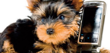 Un téléphone pour chiens Un téléphone pour chiens