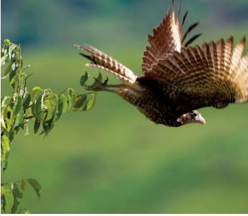 En Colombie, des oiseaux et du café pour la paix