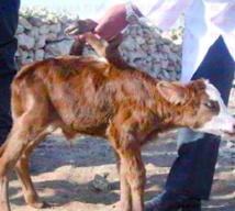 Naissance d'une vache avec six pattes à Essaouira Naissance d'une vache avec six pattes à Essaouira