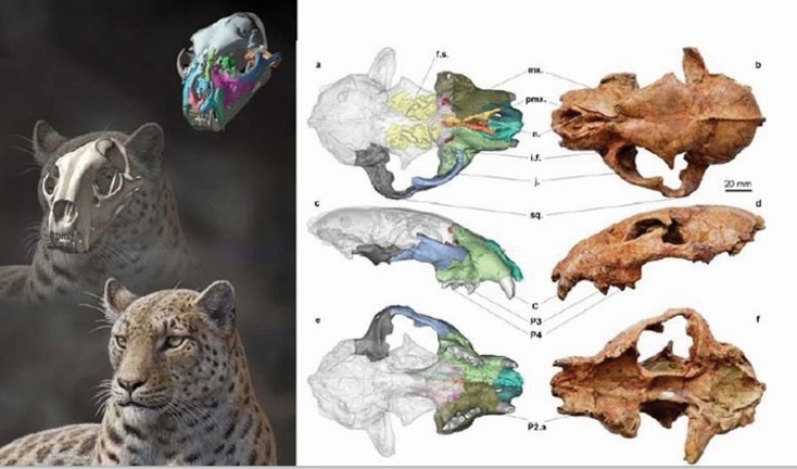 Un fossile du plus vieil ancêtre des grands félins découvert au Tibet Un fossile du plus vieil ancêtre des grands félins découvert au Tibet