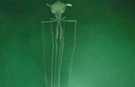 Le Magnapinna, un calmar impressionnant aux tentacules démesurés Le Magnapinna, un calmar impressionnant aux tentacules démesurés