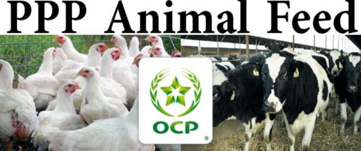 L’OCP dévoile un nouveau produit alimentaire L’OCP dévoile un nouveau produit alimentaire
