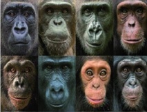 Pourquoi existe-t-il une aussi grande diversité de visages chez les primates ? Pourquoi existe-t-il une aussi grande diversité de visages chez les primates ?