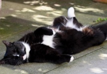 Le chat sait reconnaître la voix de son maître, il choisit juste de l’ignorer Le chat sait reconnaître la voix de son maître, il choisit juste de l’ignorer