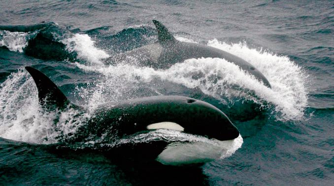 Avec le recul de la banquise, les orques de plus en plus dans l'Arctique Avec le recul de la banquise, les orques de plus en plus dans l'Arctique