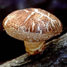 Les champignons créent du vent pour propager leurs spores