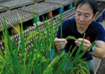 Un gène susceptible de faire exploser les rendements de riz Un gène susceptible de faire exploser les rendements de riz