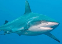 Les requins savent s’approcher en toute discrétion de leur cible Les requins savent s’approcher en toute discrétion de leur cible