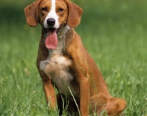 Les chiens reconnaissent bien leur maître mais... préfèrent regarder les autres chiens Les chiens reconnaissent bien leur maître mais... préfèrent regarder les autres chiens