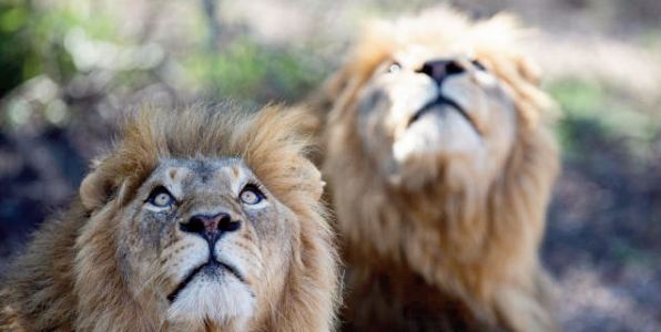 Des pumas et des lions contaminés par le Covid