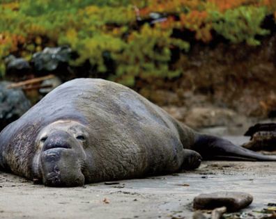 Pour se reproduire, l'éléphant de mer doit grossir, au risque d'en mourir