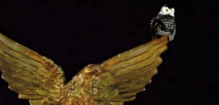 Quand Washington se passionne pour un hibou venu du froid Quand Washington se passionne pour un hibou venu du froid