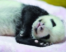 Pourquoi les animaux cartonnent sur Internet Pourquoi les animaux cartonnent sur Internet