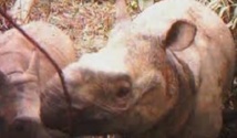 Rhinocéros de Java: le refuge de la dernière chance Rhinocéros de Java: le refuge de la dernière chance