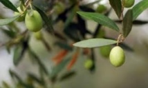 Une production oléicole de 135.090 T dans la région de Fès-Boulemane