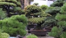Insolite : Au pays des bonsaïs, les arbres sont sculptés Insolite : Au pays des bonsaïs, les arbres sont sculptés
