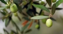 Bonne saison pour la filière oléicole à Sefrou