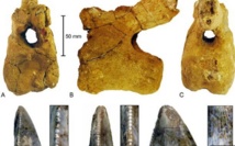 Des dinosaures ayant vécu en Arabie identifiés pour la première fois Des dinosaures ayant vécu en Arabie identifiés pour la première fois