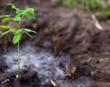 La campagne «Un million d’arbres» se poursuit La campagne «Un million d’arbres» se poursuit