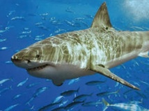 Les grands requins blancs auraient une espérance de vie de plus de 70 ans Les grands requins blancs auraient une espérance de vie de plus de 70 ans