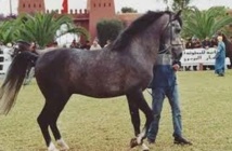 Développement remarquable de l’élevage équin au Maroc