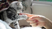 Votre animal de compagnie vous aime-t-il pour la vie ? Votre animal de compagnie vous aime-t-il pour la vie ?