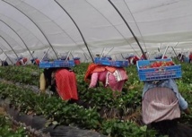 Pour l’amélioration des droits des travailleuses agricoles Pour l’amélioration des droits des travailleuses agricoles