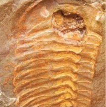 Présentation à Rabat de fossiles paléontologiques rapatriés au Maroc