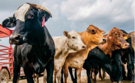 En Californie, une vache se lance dans une folle escapade sur l'autoroute En Californie, une vache se lance dans une folle escapade sur l'autoroute