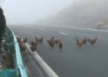 Insolite Insolite